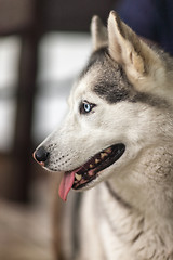 Image showing Portrait of Siberian Husky