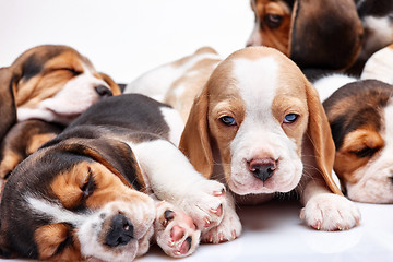 Image showing Beagle puppy on white background