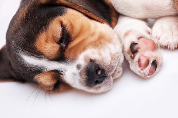 Image showing Beagle Puppy, lying in front of white background