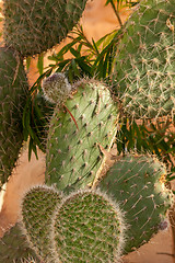 Image showing Opuntia ficus-indica 