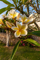 Image showing white frangipani flowers with leaves