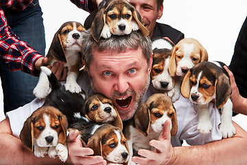 Image showing The man and big group of a beagle puppies