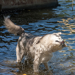 Image showing siberian husky outdoor