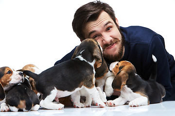 Image showing The man and big group of a beagle puppies