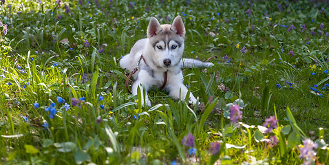 Image showing Portrait of puppy Siberian Husky