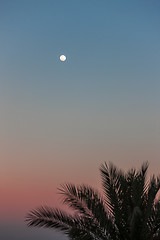 Image showing Full Moon in daylight sky and palm