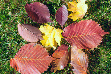 Image showing Yellow, orange and red autumn leaves 