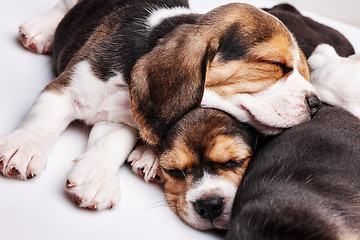 Image showing Beagle Puppies, slipping in front of white background