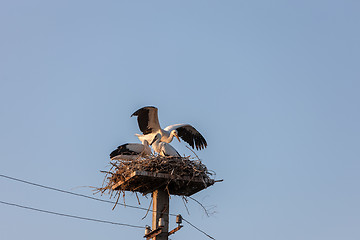 Image showing White stork in the nest