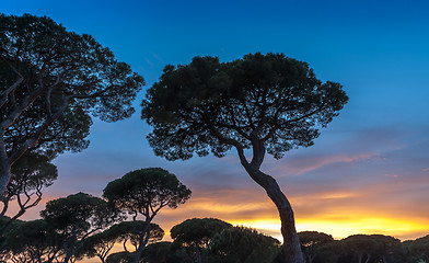 Image showing Italian sunset on the background of pines