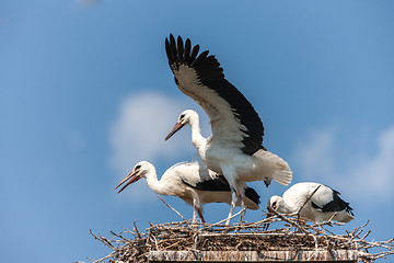 Image showing White storks in the nest