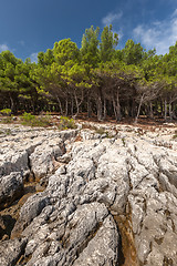 Image showing Pine trees on rock in Croatia