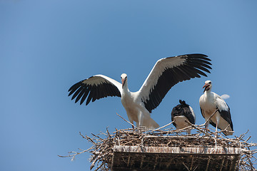 Image showing White storks in the nest