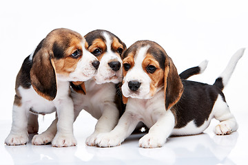 Image showing Beagle puppies on white background