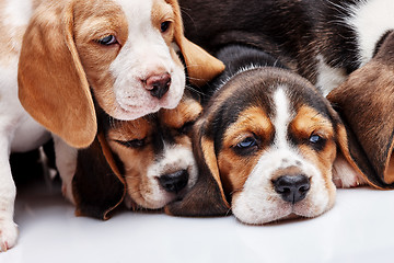 Image showing Beagle Puppies, slipping in front of white background