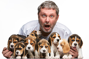 Image showing The man and big group of a beagle puppies