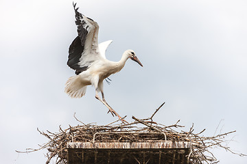 Image showing White stork in the nest