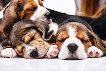 Image showing Beagle Puppies, slipping in front of white background