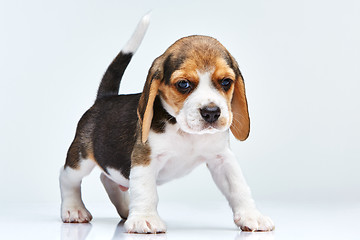 Image showing Beagle puppy on white background