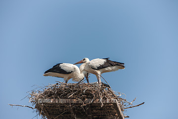 Image showing White storks in the nest