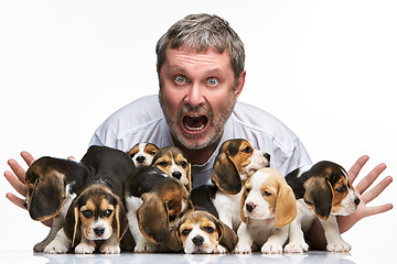 Image showing The man and big group of a beagle puppies