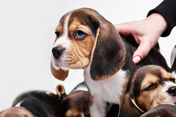 Image showing Beagle puppy on white background