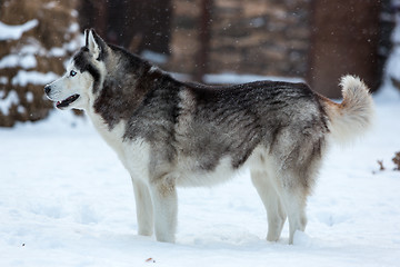 Image showing Siberian Husky dog