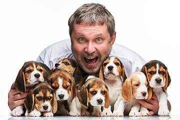 Image showing The man and big group of a beagle puppies