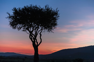 Image showing African tree in the last daylight. sunset. Kenya.