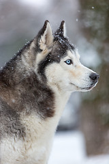 Image showing Siberian Husky dog