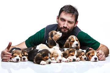 Image showing The man and big group of a beagle puppies