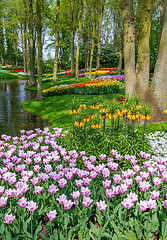 Image showing Tulips of Keukenhof - largest flower garden in Holland