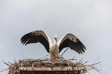 Image showing White stork in the nest