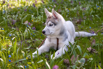 Image showing Portrait of puppy Siberian Husky