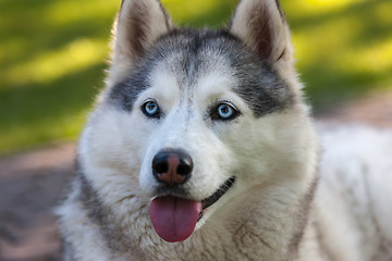 Image showing Portrait of Siberian Husky