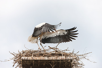 Image showing White stork in the nest