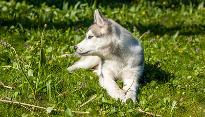 Image showing Portrait of puppy Siberian Husky