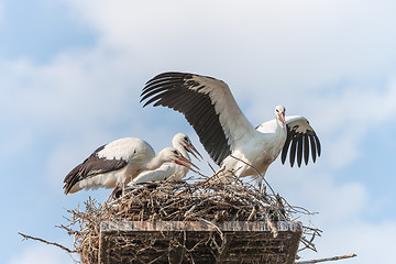 Image showing White storks in the nest