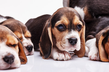 Image showing Beagle puppy on white background