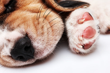 Image showing Beagle Puppy, lying in front of white background