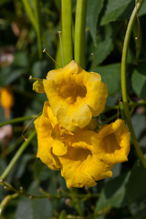 Image showing yellow frangipani flowers with leaves