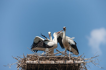 Image showing White storks in the nest