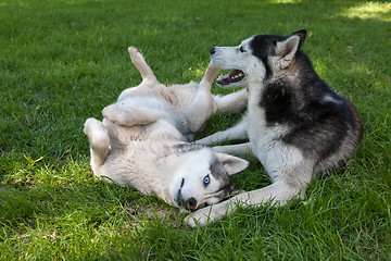 Image showing Portrait of  two dogs - Siberian Husky