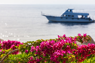 Image showing pink bougainvillea, Sharm el Sheikh, Egypt.