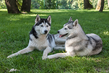 Image showing Portrait of  two dogs - Siberian Husky