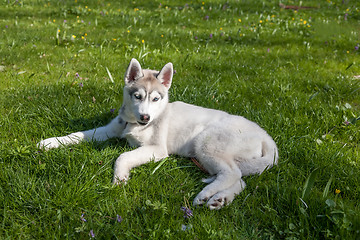 Image showing Portrait of puppy Siberian Husky