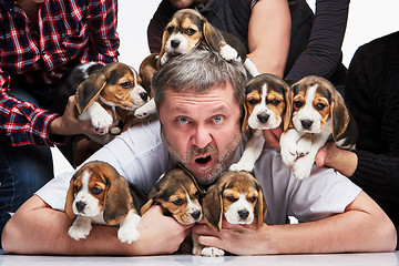 Image showing The man and big group of a beagle puppies