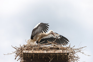 Image showing White stork in the nest