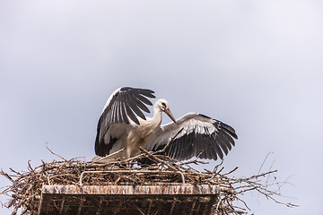 Image showing White stork in the nest