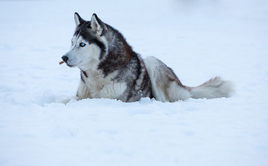 Image showing Siberian Husky dog